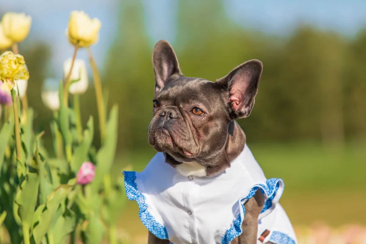 French Bulldog in a flower field