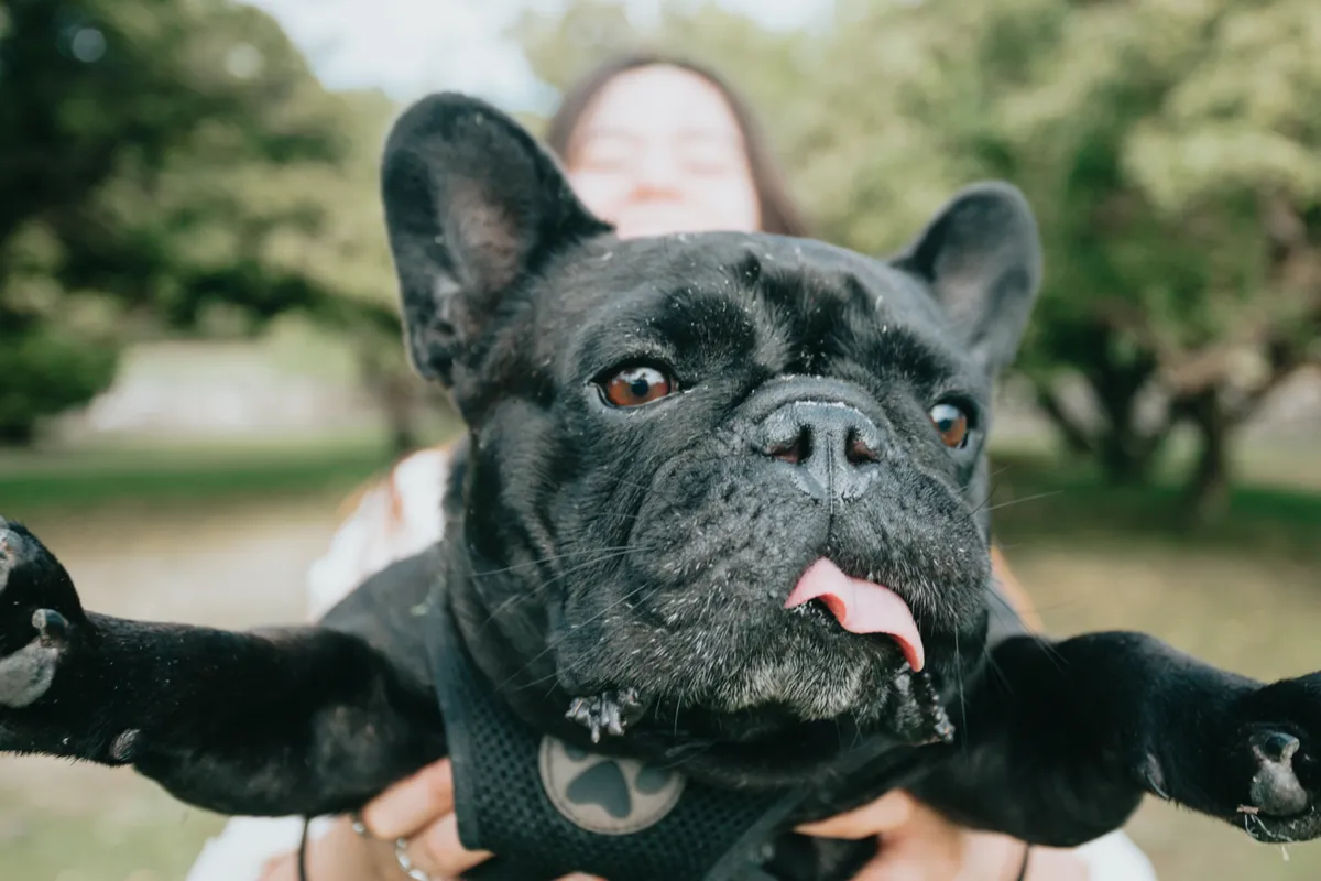 Happy French Bulldog portrait